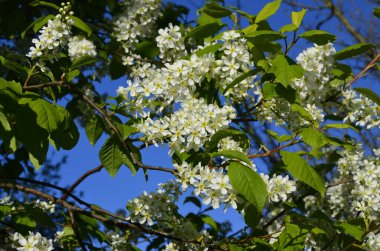 Genel kuş kirazı (Prunus padus). Arkeolojik kazıların sonuçlarına göre, kiraz meyvesi taş devri adamı tarafından kullanıldı..