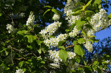 Genel kuş kirazı (Prunus padus). Arkeolojik kazıların sonuçlarına göre, kiraz meyvesi taş devri adamı tarafından kullanıldı..