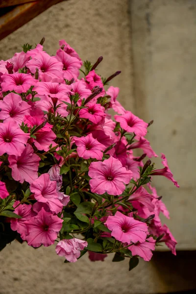 Fundo Flor Petúnia Surfinia Pink Petunia Flores Jardim Primavera Time — Fotografia de Stock