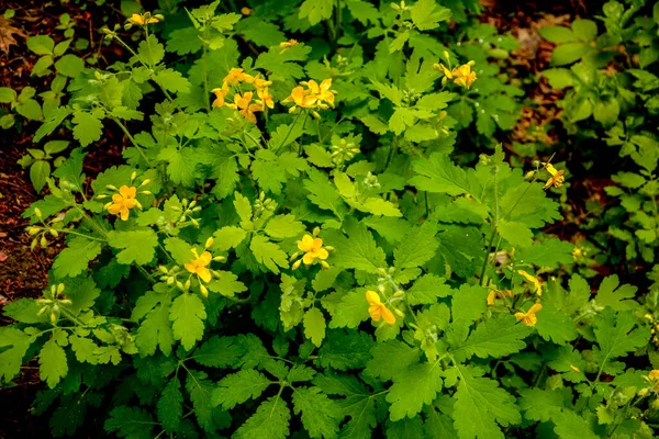 Tomada Radical Folhas Celandine Início Vegetação — Fotografia de Stock