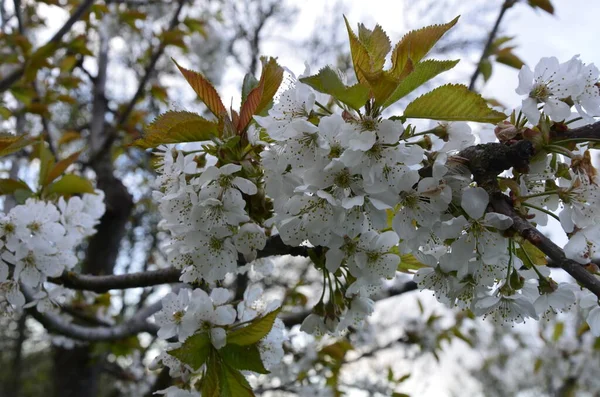 Blommande Vita Körsbär Blommor Den Söta Körsbär Prunus Avium Vilda — Stockfoto