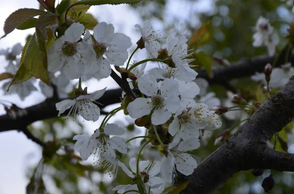 Bloeiende Witte Kersenbloemen Van Zoete Kers Prunus Avium Wilde Kers — Stockfoto