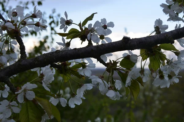 Floraison Fleurs Cerisier Blanc Cerise Douce Prunus Avium Cerisier Sauvage — Photo