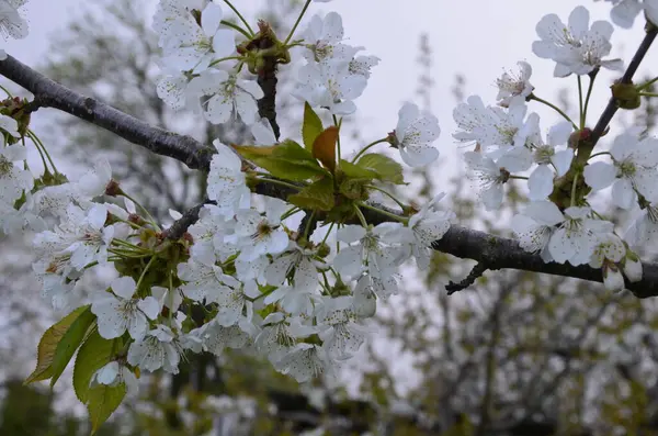 Édes Cseresznye Prunus Avium Vad Cseresznye Gean Madár Cseresznye Virágzó — Stock Fotó