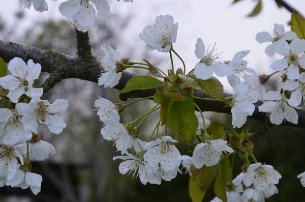 Édes Cseresznye Prunus Avium Vad Cseresznye Gean Madár Cseresznye Virágzó — Stock Fotó