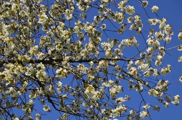 Blooming White Cherry Flowers Sweet Cherry Prunus Avium Wild Cherry — Stock Photo, Image