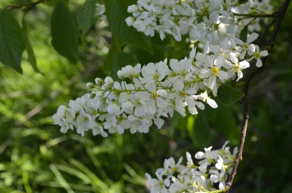 Třešeň Obecná Prunus Padus Ptačí Třešňové Ovoce Bylo Použito Člověkem — Stock fotografie