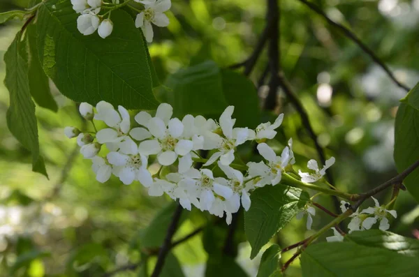 Třešeň Obecná Prunus Padus Ptačí Třešňové Ovoce Bylo Použito Člověkem — Stock fotografie