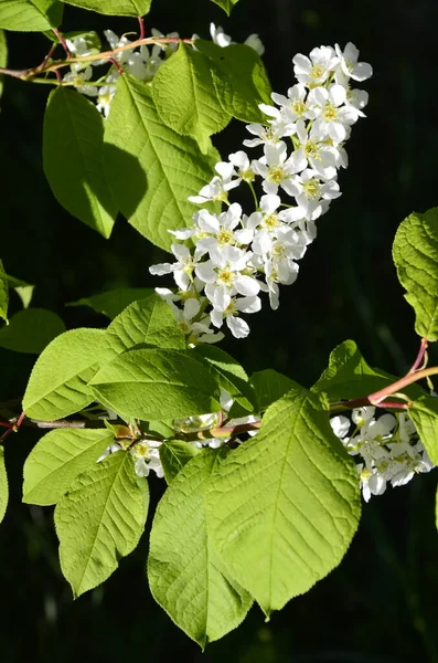 Cereza Ave Común Prunus Padus Fruto Cereza Pájaro Fue Utilizado —  Fotos de Stock