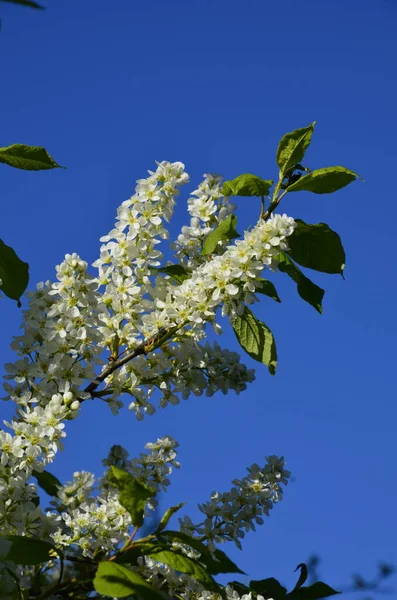 Genel kuş kirazı (Prunus padus). Arkeolojik kazıların sonuçlarına göre, kiraz meyvesi taş devri adamı tarafından kullanıldı..