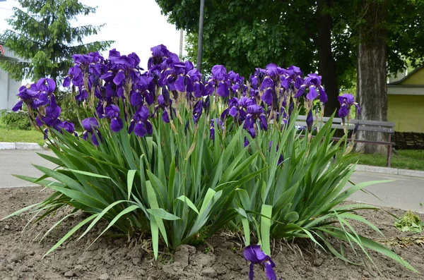Süsen çiçekleri harika bahçe bitkileridir. Iris kelimesi gökkuşağı anlamına gelir. Süsen çiçekleri farklı renklerde gelir..