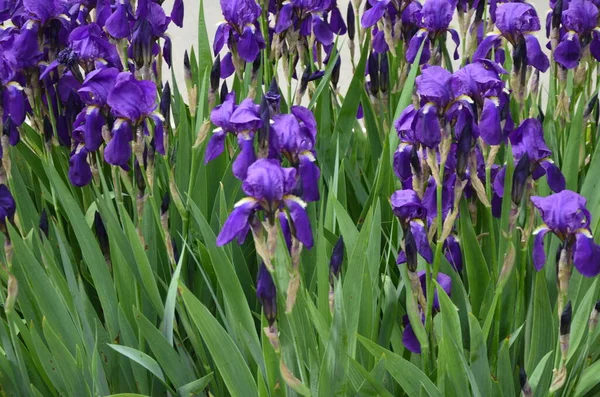 Iriser Underbara Trädgårdsväxter Ordet Iris Betyder Regnbåge Iriser Finns Många — Stockfoto