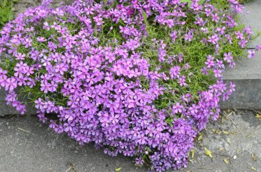Ebedi toprak örtüsü çiçek açan bitki. Sürünen phlox - Phlox subulata ya da alp çiçekliğinde yosun phlox. Seçici odak.