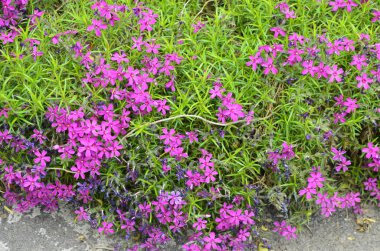 Ebedi toprak örtüsü çiçek açan bitki. Sürünen phlox - Phlox subulata ya da alp çiçekliğinde yosun phlox. Seçici odak.