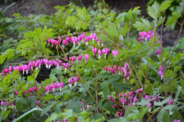 Kanayan kalp çiçekleri (Dicentra spektabils). Güzel bahar çiçek açan dicentra spektabilis ya da kanayan kalp orman bahçesindeki lekeli gölgeler için harika bir seçimdir..