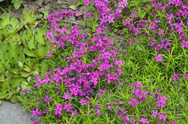 Perennial ground cover blooming plant. Creeping phlox - Phlox subulata or moss phlox on the alpine flowerbed. Selective focus.