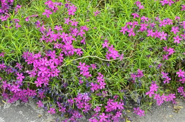 Perennial ground cover blooming plant. Creeping phlox - Phlox subulata or moss phlox on the alpine flowerbed. Selective focus.