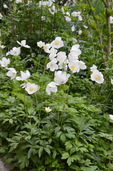 Anemone Sylvestris Snowdrop Anemone White Spring Flowers Bloom Spring Garden — Stock Photo, Image