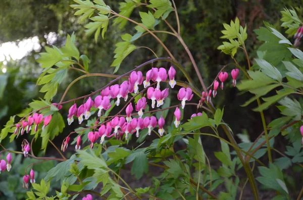 Bleeding heart flowers (Dicentra spectabils).Beautiful spring blooming dicentra spectabilis or bleeding heart is a great choice for dappled shade in the woodland garden.