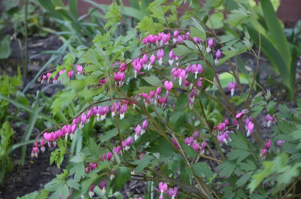 Bleeding heart flowers (Dicentra spectabils).Beautiful spring blooming dicentra spectabilis or bleeding heart is a great choice for dappled shade in the woodland garden.
