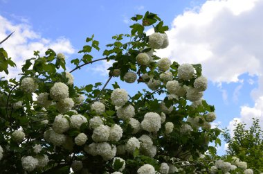 Koyu yeşil arka planda güzel beyaz Viburnum Opulus Roseum topları. Beyaz Guelder Rose veya Viburnum opulus sterilis, Kartopu Bush, Avrupa kartopu büyük, yaprak döken bir çalılıktır.