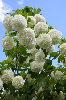 Koyu yeşil arka planda güzel beyaz Viburnum Opulus Roseum topları. Beyaz Guelder Rose veya Viburnum opulus sterilis, Kartopu Bush, Avrupa kartopu büyük, yaprak döken bir çalılıktır.