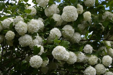 Koyu yeşil arka planda güzel beyaz Viburnum Opulus Roseum topları. Beyaz Guelder Rose veya Viburnum opulus sterilis, Kartopu Bush, Avrupa kartopu büyük, yaprak döken bir çalılıktır.