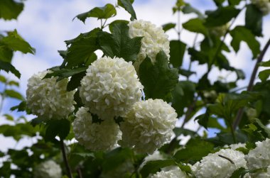 Koyu yeşil arka planda güzel beyaz Viburnum Opulus Roseum topları. Beyaz Guelder Rose veya Viburnum opulus sterilis, Kartopu Bush, Avrupa kartopu büyük, yaprak döken bir çalılıktır.