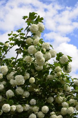 Koyu yeşil arka planda güzel beyaz Viburnum Opulus Roseum topları. Beyaz Guelder Rose veya Viburnum opulus sterilis, Kartopu Bush, Avrupa kartopu büyük, yaprak döken bir çalılıktır.