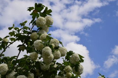 Koyu yeşil arka planda güzel beyaz Viburnum Opulus Roseum topları. Beyaz Guelder Rose veya Viburnum opulus sterilis, Kartopu Bush, Avrupa kartopu büyük, yaprak döken bir çalılıktır.