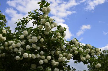 Koyu yeşil arka planda güzel beyaz Viburnum Opulus Roseum topları. Beyaz Guelder Rose veya Viburnum opulus sterilis, Kartopu Bush, Avrupa kartopu büyük, yaprak döken bir çalılıktır.
