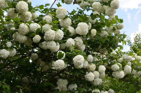 Прекрасні Білі Кульки Квітучого Viburnum Opulus Roseum Темно Зеленому Тлі — стокове фото