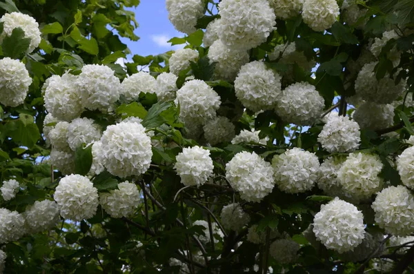 Прекрасні Білі Кульки Квітучого Viburnum Opulus Roseum Темно Зеленому Тлі — стокове фото