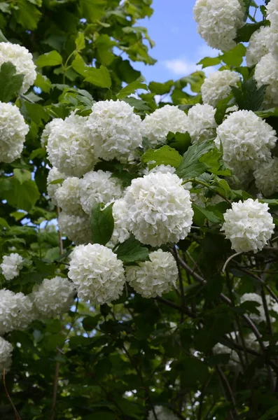 Krásné Bílé Koule Kvetoucího Viburnum Opulus Roseum Tmavozeleném Pozadí Bílá — Stock fotografie