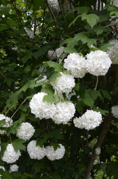 Belas Bolas Brancas Florescer Viburnum Opulus Roseum Fundo Verde Escuro — Fotografia de Stock