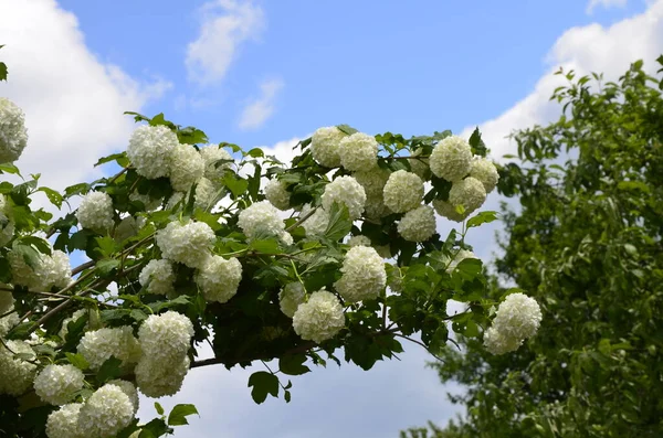 어두운 배경에 보이는 아름다운 Viburnum Opulus Roseum White Guelder Rose — 스톡 사진