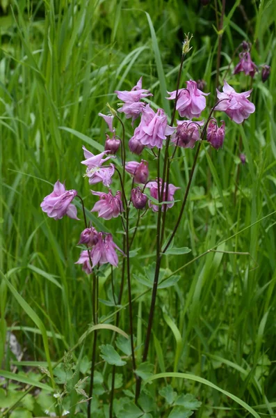 Ευρωπαϊκή Κολομπίνα Κοινή Κολομπίνα Aquilegia Vulgaris Ανθοφόρο Φυτό Στον Κήπο — Φωτογραφία Αρχείου