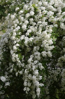 Küçük beyaz çiçeklerle çalılar, Van Houtte bir spire. bahçede beyaz Spiraea nipponica kar tepeciği açan yeşil çalılar ilkbaharda beyaz çiçeklerle.