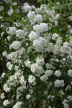 Küçük beyaz çiçeklerle çalılar, Van Houtte bir spire. bahçede beyaz Spiraea nipponica kar tepeciği açan yeşil çalılar ilkbaharda beyaz çiçeklerle.