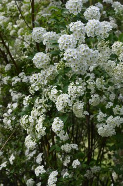 Küçük beyaz çiçeklerle çalılar, Van Houtte bir spire. bahçede beyaz Spiraea nipponica kar tepeciği açan yeşil çalılar ilkbaharda beyaz çiçeklerle.