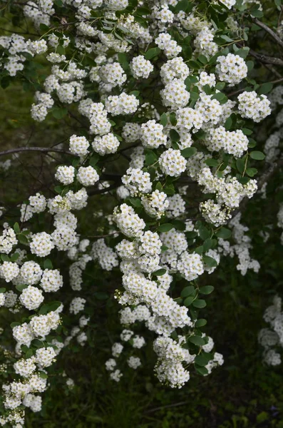 Куст Маленькими Белыми Цветами Ван Houtte Spirea White Spirea Саду — стоковое фото