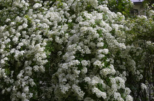 Strauch Mit Kleinen Weißen Blüten Van Houtte Eine Spirea White — Stockfoto