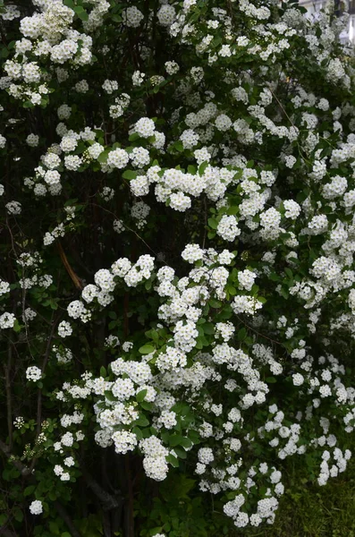 Shrub with small white flowers, van Houtte a spirea.White Spirea in a garden.Blooming green bush Spiraea nipponica Snowmound with white flowers in spring.