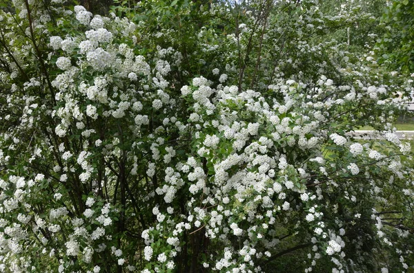 Struik Met Kleine Witte Bloemen Van Houtte Een Spiraal Witte — Stockfoto