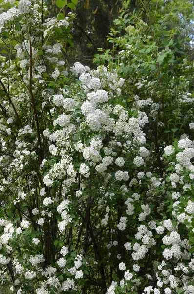 Keř Malými Bílými Květy Van Houtte Spirea White Spirea Zahradě — Stock fotografie