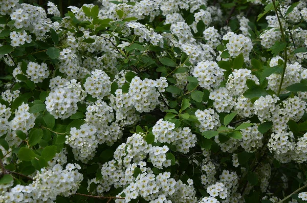 Shrub with small white flowers, van Houtte a spirea.White Spirea in a garden.Blooming green bush Spiraea nipponica Snowmound with white flowers in spring.