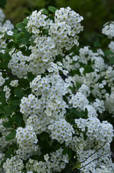 Arbusto Com Pequenas Flores Brancas Van Houtte Uma Spirea White — Fotografia de Stock