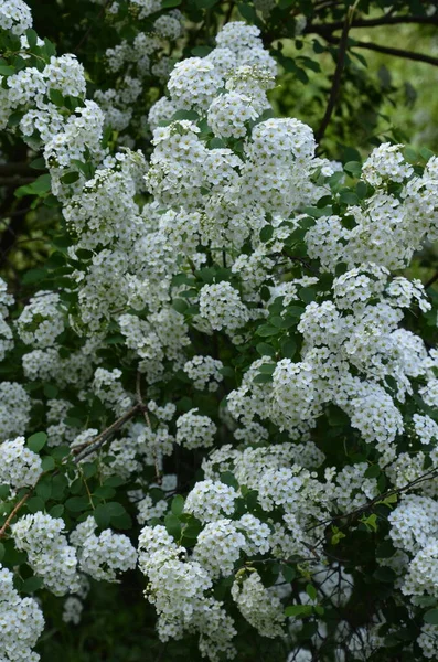 Arbuste Petites Fleurs Blanches Van Houtte Spirea White Spirea Dans — Photo