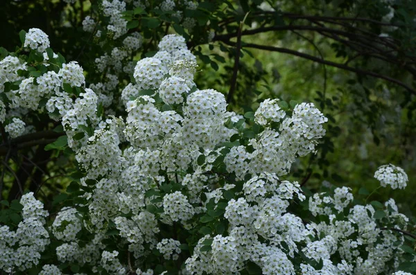 白花的灌木 在花园里的白色蜘蛛花 春天开了花的绿色灌木 雪地雪地 开了白花 — 图库照片