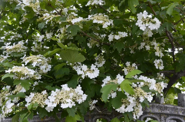肉芽肿 古尔德站了起来 美丽的白色花朵 盛开的柏树灌木 深绿色背景 有选择的焦点 绿色设计的自然概念 — 图库照片